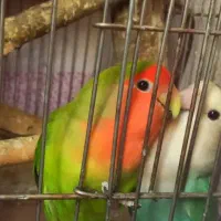 طوطی برزیلی جفت مولد تخم گذار