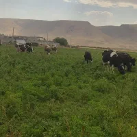 شیر خالص خالص