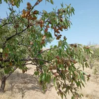 فروش بادام درختی