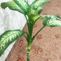 دیفن سالم شاداب باگلدون سرامیکی