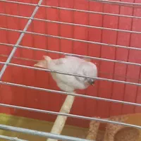 فنچ دستی|پرنده|سیرجان, |دیوار