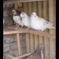 کبوتر بارجدید رسید|پرنده|کوهدشت, |دیوار