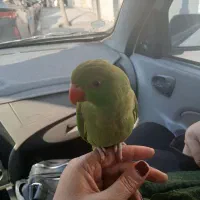 طوطی رام ودستی