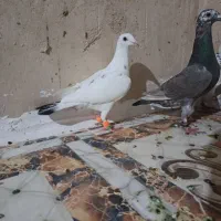 کبوتر آلمانی