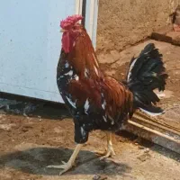 خروس گلین