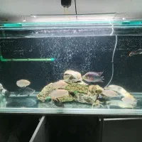 ماهی گوشت خوار