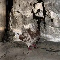 کفتر|پرنده|فردیس, فرامرزیه|دیوار