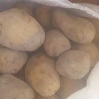 سیب خوراکی نوع جلی