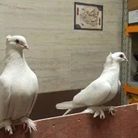 کبوتر|پرنده|تبریز, |دیوار