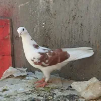 کبوتر پرشی
