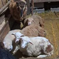 بره
