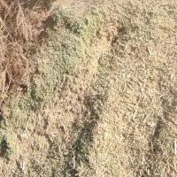 بیده‌کوبیده‌باخار