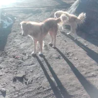 سگ گله|سگ|دهگلان, |دیوار