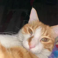 واگذاری گربه|گربه|تهران, سازمان آب|دیوار