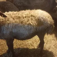 میش آبستن سنگین