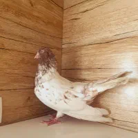 کله ای پرتقالی گلوپی سرخ