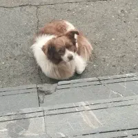 سگ پاکوتاه|سگ|کرمانشاه, |دیوار