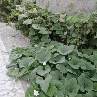 باغ ویلایی دنج|فروش خانه و ویلا|خضر آباد, |دیوار