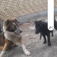 پاکوتاه فروشی|سگ|چناران, |دیوار