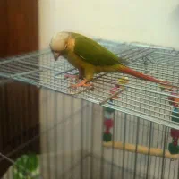 گرینچیک ماده دستی|پرنده|یزد, |دیوار