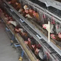 تخم مرع بومی|خوردنی و آشامیدنی|اصفهان, شهرک صنعتی امیرکبیر (شاپور جدید)|دیوار