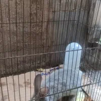 خرگوش کوچولو