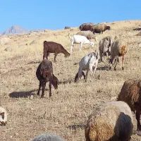 بز بزغاله|حیوانات مزرعه|بیستون, |دیوار