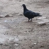 جوجه پلاکی