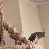 عروس هلندی سخنگو