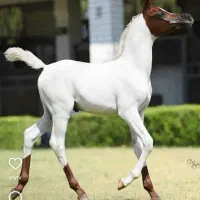 پانسیون و نگهداری سوارکاری سزار واقع در شاهین شهر