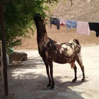 بز پنجابی رفسنجان|حیوانات مزرعه|کرمان, |دیوار