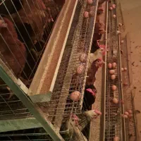 تخم مرغ بومی گلپایگانی گنجینه|خوردنی و آشامیدنی|اصفهان, شیخ طوسی|دیوار