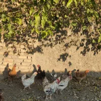 مرغ و خروس گلین|حیوانات مزرعه|شاهدشهر, |دیوار