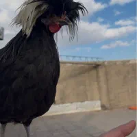 مرغ لهستانی|حیوانات مزرعه|لنجان, |دیوار