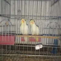 یک جفت عروس هلندی مولد|پرنده|ساوه, |دیوار