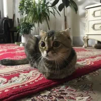 اسکاتیش فولد باردار