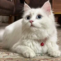 گربه پرشین اصیل چشم ابی|گربه|قزوین, |دیوار