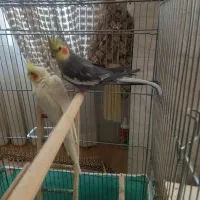 یک جفت عروس هلندی مولد