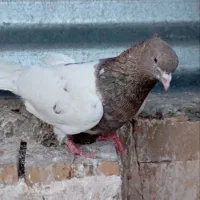 کبوتر