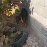 سگ دو رگه سرحال|سگ|خانمیرزا, |دیوار