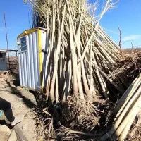 جشنواره بزرگ صنوبر (از ۸هزارتومن تا ۲۰هزارتومن)