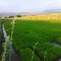 برنج کامفیروزی اعلا با بهترین کیفیت|خوردنی و آشامیدنی|شیراز, هفت تنان|دیوار