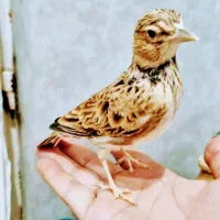 کوکری|پرنده|اهواز, آسیاباد|دیوار