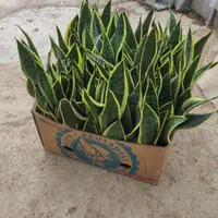 کرواتی ابلق و شمشیری سطل ۷