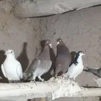کبوتر