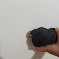 کبوتر|پرنده|یاسوج, |دیوار