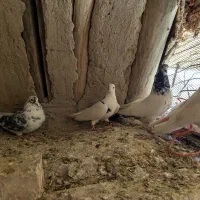 کبوتر یا کفتر