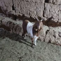 بزغاله آبستن