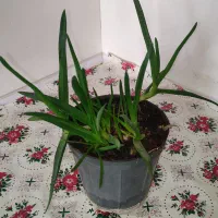 فروش تعدادی گل