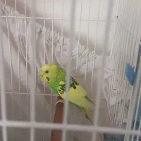 پرنده